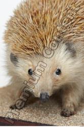 Head Hedgehog